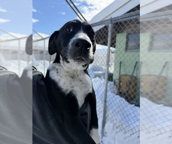 Medium Photo #3 Mutt Puppy For Sale in Elmsford, NY, USA