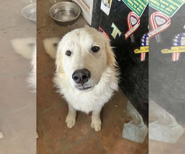 Medium Photo #9 Great Pyrenees Puppy For Sale in Dallas, TX, USA