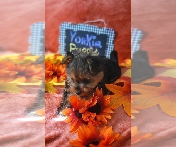 Medium Photo #6 Yorkshire Terrier Puppy For Sale in AKRON, OH, USA