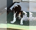 Small #8 English Springer Spaniel