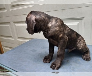 Cane Corso Puppy for sale in FRIEDENS, PA, USA