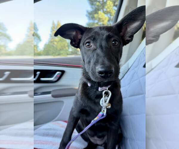 Medium Photo #10 German Shepherd Dog Puppy For Sale in West Sacramento, CA, USA