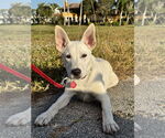 Small Photo #3 Unknown-white german shepherd Mix Puppy For Sale in Royal Palm Beach, FL, USA