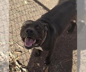 American Staffordshire Terrier Dogs for adoption in San Antonio, TX, USA