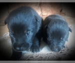 Small Photo #6 Border Collie-Norwegian Elkhound Mix Puppy For Sale in CHATFIELD, MN, USA