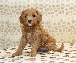 Cavapoo Puppy for sale in DENVER, PA, USA