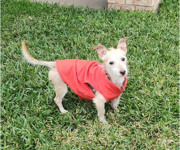 Medium Photo #4 Chihuahua-Unknown Mix Puppy For Sale in Princeton, MN, USA