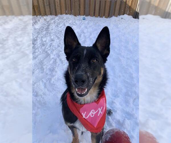 Medium Photo #2 Mutt Puppy For Sale in London, Ontario, Canada