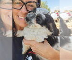 Small #3 Australian Shepherd-Maltese Mix