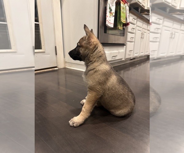 Medium Photo #1 German Shepherd Dog Puppy For Sale in BURTON CITY, OH, USA