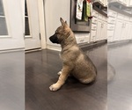 Small German Shepherd Dog