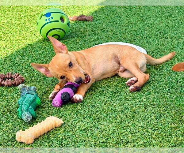 Medium Photo #1 Chihuahua-Unknown Mix Puppy For Sale in oakland, FL, USA