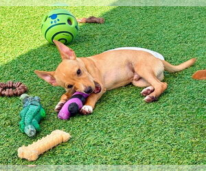 Chihuahua-Unknown Mix Dogs for adoption in oakland, FL, USA