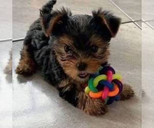 Poodle (Toy)-Yorkshire Terrier Mix Puppy for sale in JACKSON, MS, USA