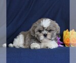 Small Photo #4 Shih Tzu Puppy For Sale in NARVON, PA, USA