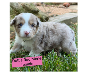 Medium Miniature Australian Shepherd