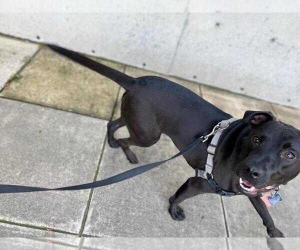 Medium Photo #4 German Shepherd Dog-Unknown Mix Puppy For Sale in Yardley, PA, USA