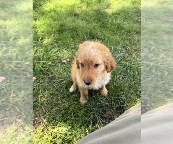 Medium Photo #19 Aussiedoodle Puppy For Sale in ASHEVILLE, NC, USA