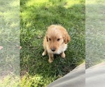 Small #18 Aussiedoodle