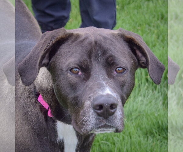 Medium Photo #2 American Bulldog-Labrador Retriever Mix Puppy For Sale in Huntley, IL, USA