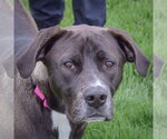Small #1 American Bulldog-Labrador Retriever Mix