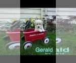 Puppy Gerald Golden Retriever