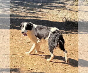 Australian Shepherd-English Springer Spaniel Mix Dogs for adoption in Lake Elsinore, CA, USA