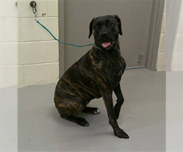 Medium Photo #1 Boxer-Unknown Mix Puppy For Sale in Sanford, FL, USA