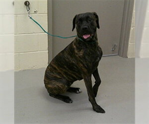 Boxer-Unknown Mix Dogs for adoption in Sanford, FL, USA