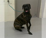 Small Boxer Mix