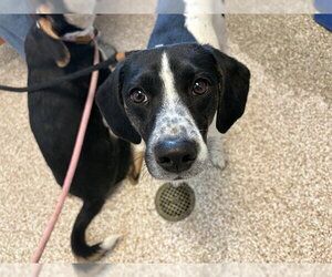 Beagle Dogs for adoption in Pueblo, CO, USA