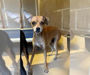 Chihuahua Dogs for adoption in Riverside, CA, USA