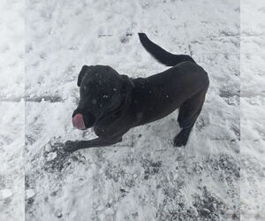 Labrador Retriever-Unknown Mix Dogs for adoption in Thomasville, NC, USA