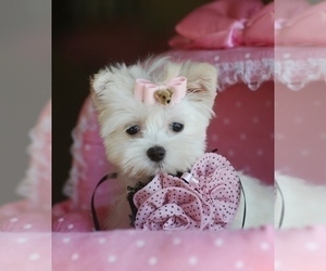 Maltese Puppy for sale in TAMPA, FL, USA