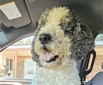 Small #20 Saint Berdoodle