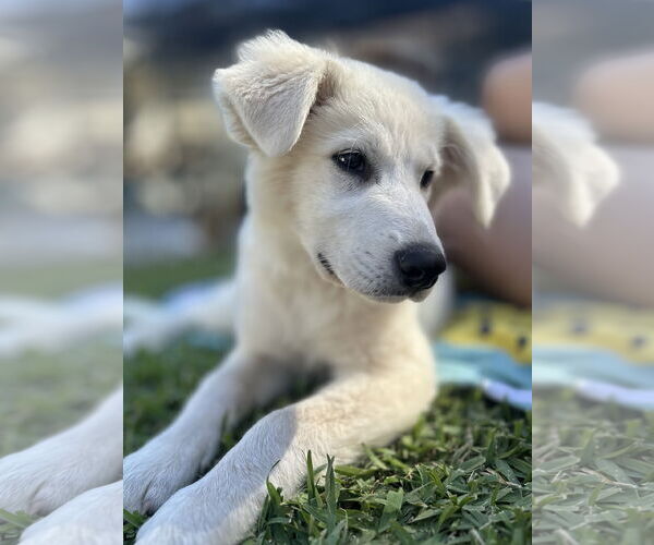 Medium Photo #4 Great Pyrenees Puppy For Sale in Valrico, FL, USA