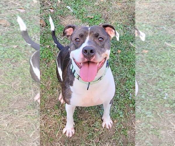 Medium Photo #2 American Pit Bull Terrier-Unknown Mix Puppy For Sale in Millersville, MD, USA