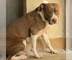 Small #1 Staffordshire Bull Terrier Mix