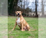 Kelly - Female Bulloxer Dog for Adoption - Small photo
