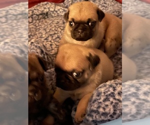 Pug Puppy for sale in SEBRING, OH, USA