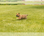 Small Photo #35 Shiba Inu Puppy For Sale in MILLERSBURG, IN, USA