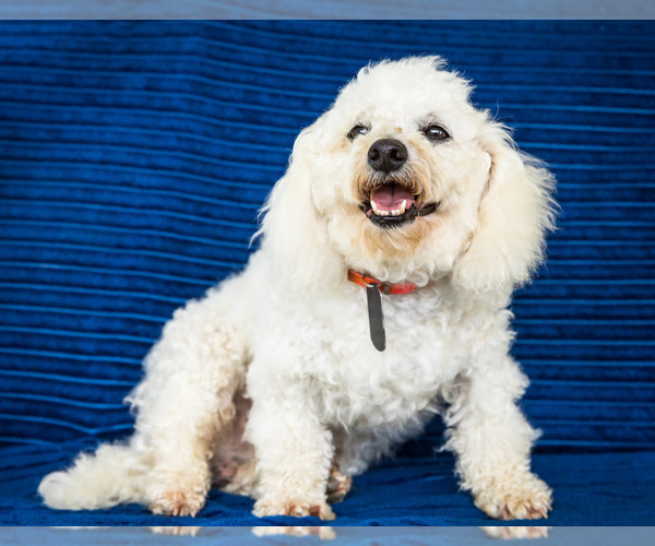 Medium Photo #1 Bichon Frise Puppy For Sale in WAKARUSA, IN, USA