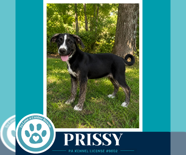 Medium Photo #4 Boxador Puppy For Sale in Kimberton, PA, USA