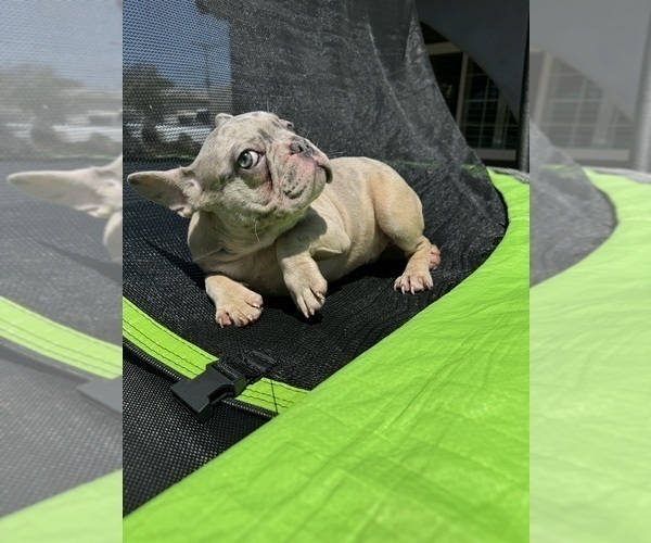 Medium Photo #18 French Bulldog Puppy For Sale in NORWALK, CA, USA