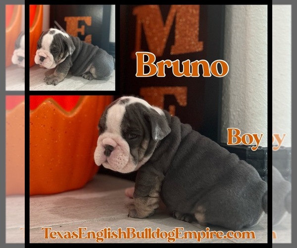 Medium Photo #4 Bulldog Puppy For Sale in CYPRESS, TX, USA