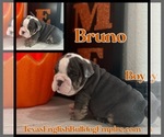 Small Photo #4 Bulldog Puppy For Sale in CYPRESS, TX, USA