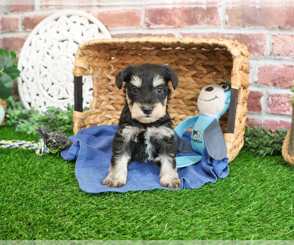 Medium Photo #2 Schnauzer (Miniature) Puppy For Sale in SYRACUSE, IN, USA