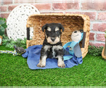 Small #1 Schnauzer (Miniature)