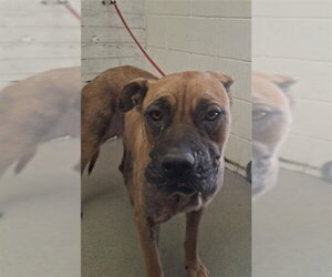 Mutt Dogs for adoption in San Bernardino, CA, USA