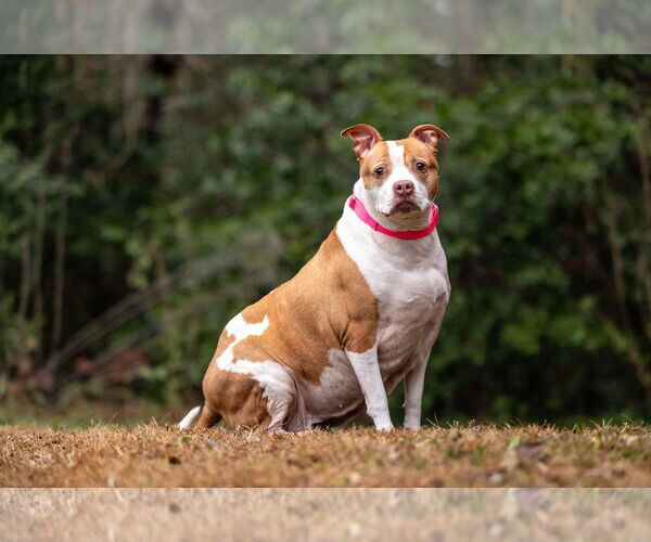 Medium Photo #9 American Staffordshire Terrier-Unknown Mix Puppy For Sale in Holly Springs, NC, USA
